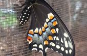 Koninginnenpage Butterfly incubatie Habitat