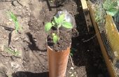 Hoe om te groeien voedsel van de grond In leidingen, (vooral planten opknoping)