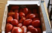 Bevriezing zomer tomaat gewas
