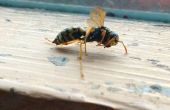 Voorkomen van Bee & Wasp steekt (gemakkelijkste Lifehack!) 