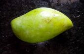 Groene mangochutney