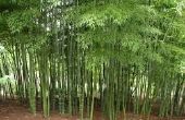Alleen u voorkomen lanslides en overstromingen dat kunt: samendoen bamboe plant! 
