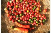 Heetste deel van Chili peper & eten uitgelegd. 