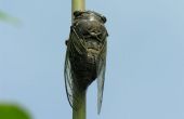 Hoe te eten van de cicade. Krijg opgesteld voor de grote hongersnood! 