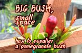 Grote Bush, kleine ruimte ~ How to Espalier een granaatappel Bush