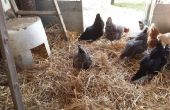 Maximaliseren van Chicken Coop ruimte voor meer kippen