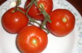 Get A groter, Sweeter, eerdere gewas van tomaten