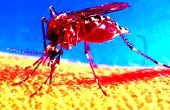 Mosquito doden vijver - snel &amp; goedkoop! 