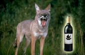 Openen van een fles wijn in de wildernis