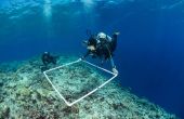 Quadrat laser voor koraalrif toewijzing