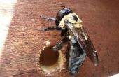 Carpenter Bee vallen maken