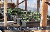 Venster in de beplanting - hoe plant een planter doos