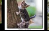 Hoe te leren uw Kitten naar klim