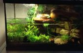 Viviarum fauna Plant Tank
