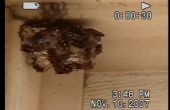 Het verwijderen van een wesp Nest