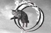 Hoe krijg ik een kat springen door een hoepel