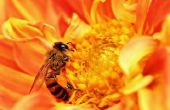 Propolis voor u, Bee Antibotics