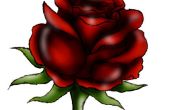 Hoe teken je een rode roos