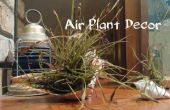 Air Plant Decor