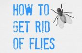 ULTIEME Tips over How to Get Rid van Flies (binnen en buiten)