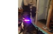 Knipperende LED hond veiligheid kraag! 