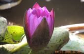 Huisgemaakt Lotus vijver