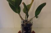Glazen pot orchidee Pot