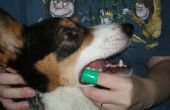 Hoe borstel tanden van uw hond