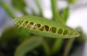 Hoe Plant Bug eten planten