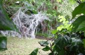 Reuze giftige uitgestorven Arachnid - Found overleven in Australië
