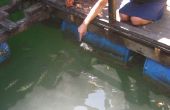 Hoe te voeden een spugen springerig vis in Maleisië