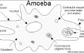 De gevreesde Amoeba Virus