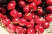 Zelfgemaakte cherry maneschijn (Classic cherry brouwsel)
