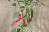 16 tips bij het kweken van hete chilipepers in een koud klimaat