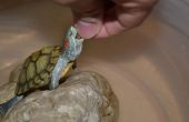 Hoe schoon een aquatische schildpad tank