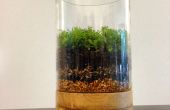 Hoe maak je een Terrarium mos