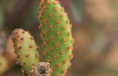 Het verwijderen van Cactus doornen met gemak