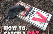 Hoe te vangen een rat