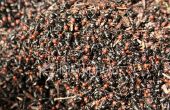 How to Get Rid van mieren (of) How to Kill een invasie van Ant