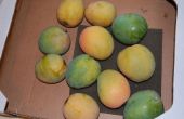 Hoe te knippen een mango en eten in 1 minuut