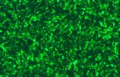 Laat de cellen vertonen fel groen licht--in situ GFP transfectie