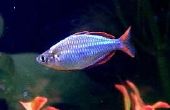 Melanotaenia praecox Neon Rainbowfish