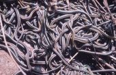 Hoe te overleven van de toorn van een duizend hongerig Water slangen