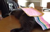 Nyan Cat kostuum