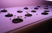 Simple Hydroponic System