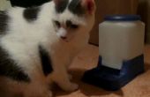 Kat-Powered automatische kat Feeder