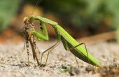 Hoe te verhogen van Baby Praying Mantis'
