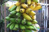 Groene banaan frietjes