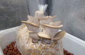 Hoe om te groeien oesterzwammen uit winkel gekocht paddestoelen