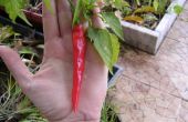 Perpetual paprika, hoe om te groeien chilipepers